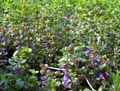 Glechoma hederacea