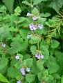 Glechoma hederacea