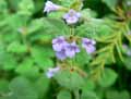 Glechoma hederacea
