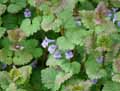 Glechoma hederacea