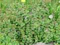 Glechoma hederacea