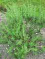 Lamiaceae-Hyssopus-officinalis-Hysope-officinale.jpg