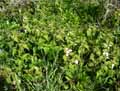 Lamium album