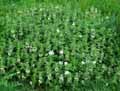 Lamium album