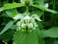Lamium album