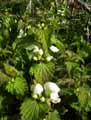 Lamium album