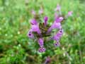 Lamium amplexicaule