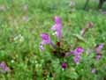 Lamium amplexicaule