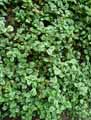 Lamium galeobdolon, Lamiastrum galeobdolon