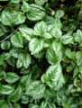 Lamium galeobdolon, Lamiastrum galeobdolon
