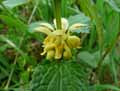 Lamium galeobdolon, Lamiastrum galeobdolon