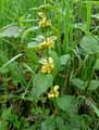Lamium galeobdolon, Lamiastrum galeobdolon
