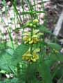 Lamium galeobdolon, Lamiastrum galeobdolon