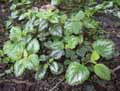 Lamium maculatum
