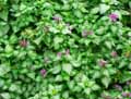 Lamium maculatum