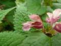 Lamium orvala
