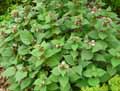 Lamium orvala