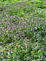 Lamium purpureum