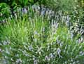 Lavandula angustifolia, Lavandula officinalis