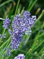 Lavandula angustifolia, Lavandula officinalis