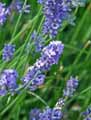 Lavandula angustifolia, Lavandula officinalis
