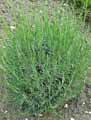 Lavandula latifolia