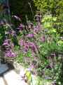 Lavandula stoechas