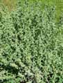 Marrubium vulgare