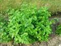 Melissa officinalis