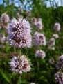 Mentha aquatica