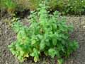 Mentha longifolia