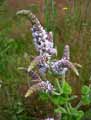 Mentha rotundifolia