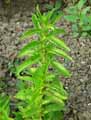 Mentha spicata