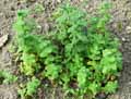 Mentha suaveolens, Mentha rotundifolia