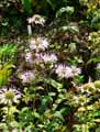 Monarda fisculosa
