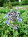 Nepeta mussinii