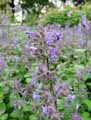 Nepeta mussinii