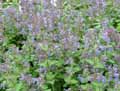 Nepeta mussinii