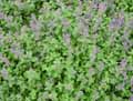 Nepeta mussinii