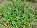 Nepeta mussinii