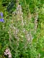 Nepeta sibthorpii