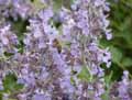 Nepeta x faassenii