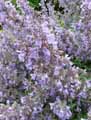Nepeta x faassenii