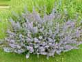 Nepeta x faassenii