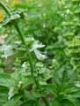 Ocimum basilicum