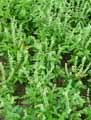Ocimum basilicum