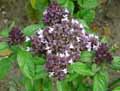 Ocimum basilicum Cannelle