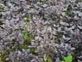 Ocimum basilicum purpurascens