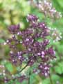 Origanum laevigatum Purple Charm