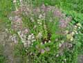 Origanum majorana